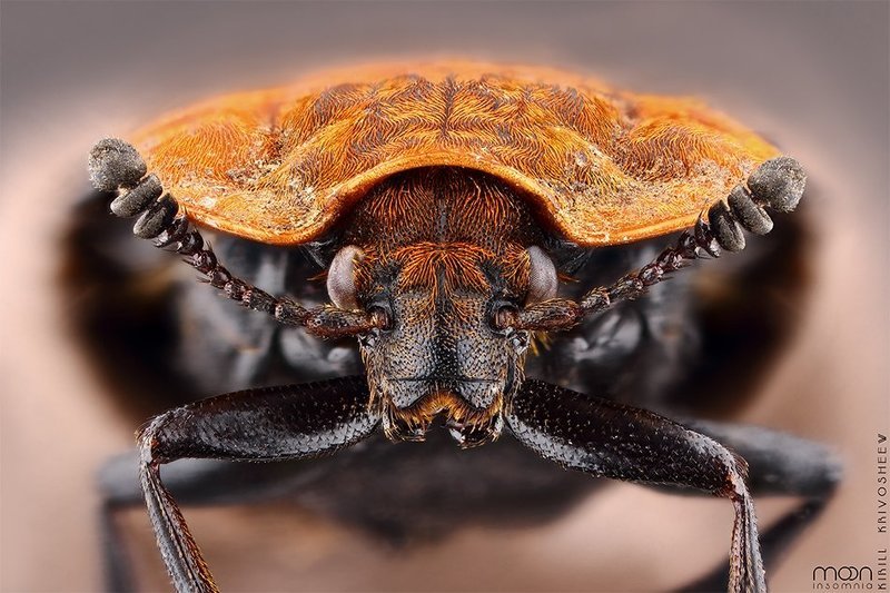 жук,мертвоед,красногрудый, макро,насекомые,оранжевый,черный Красногрудый  Thoracicum фото превью