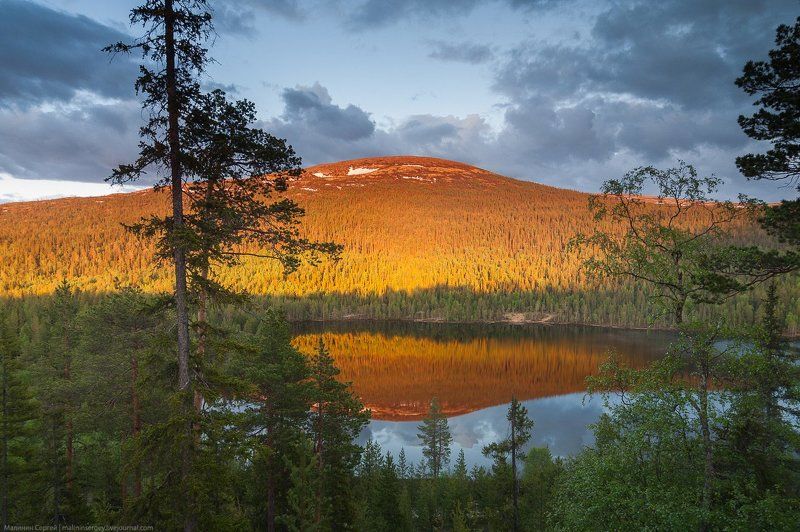 кольский, озеро, полярный день, ночь, закат, сосны, заполярье Солнечная ночь фото превью