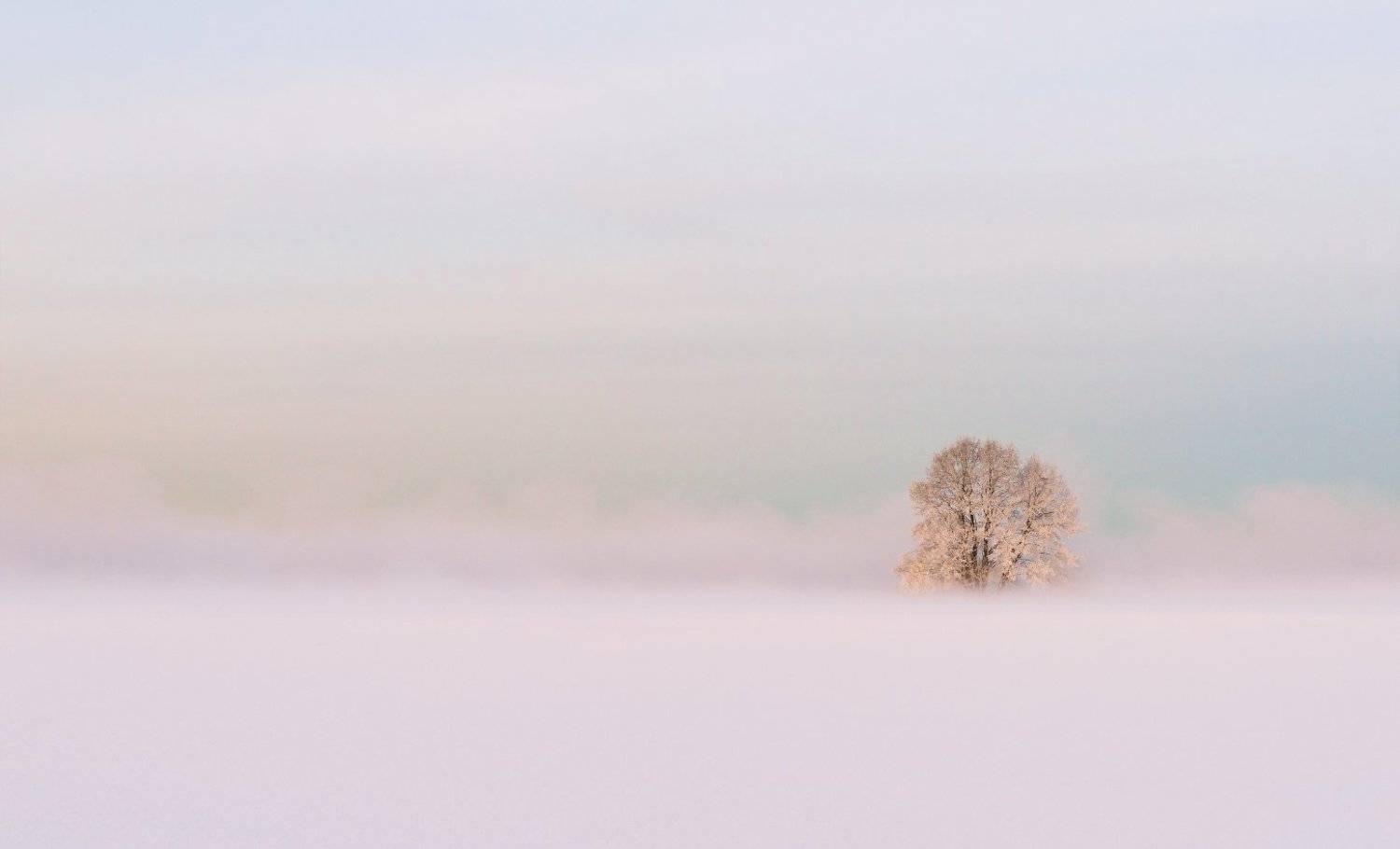 minimal, winter,snow,tree,nature,myst, Пеккер Сергей