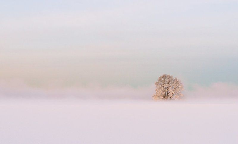 minimal, winter,snow,tree,nature,myst Место, где можно уединиться... фото превью