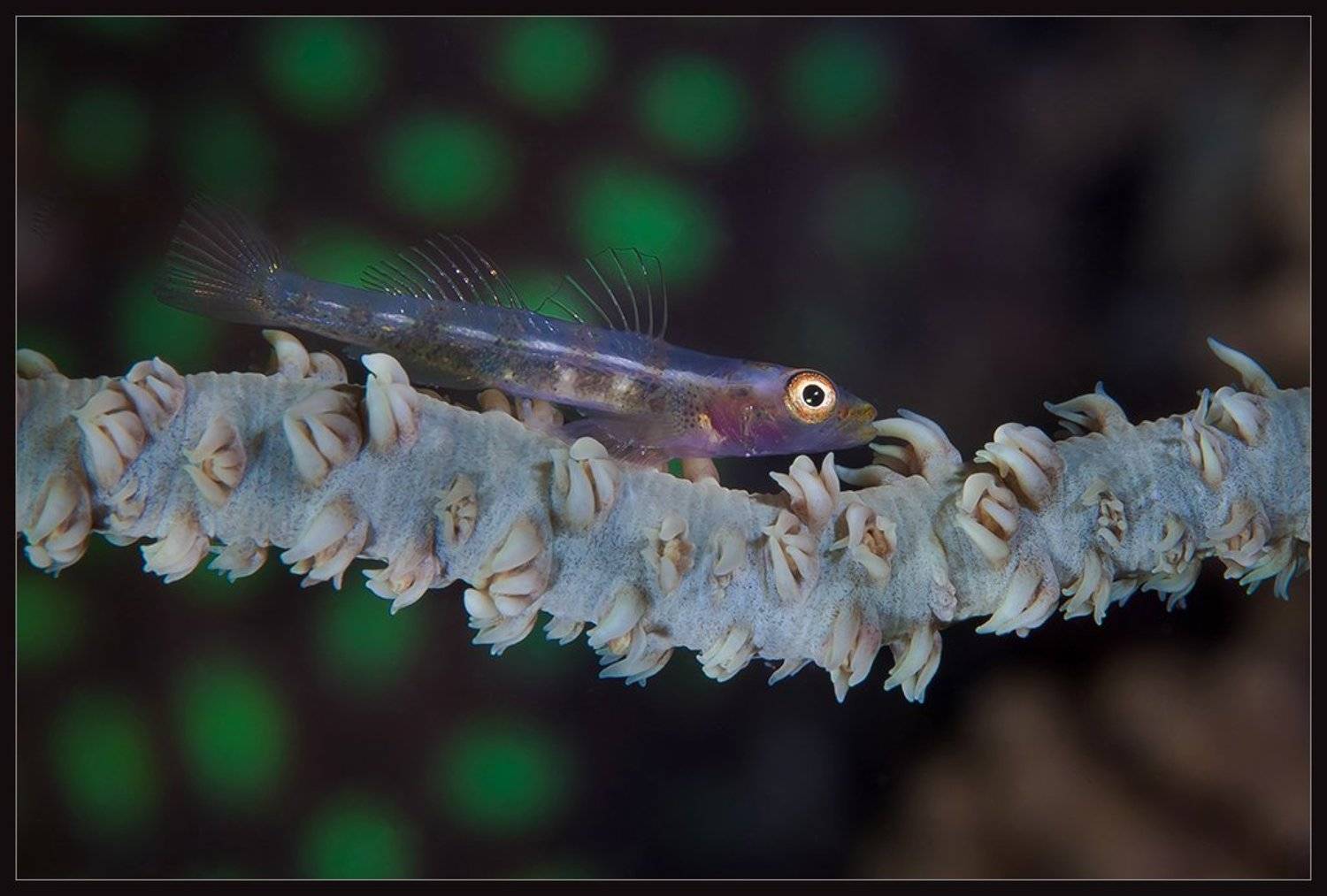 , Нонна Покрас