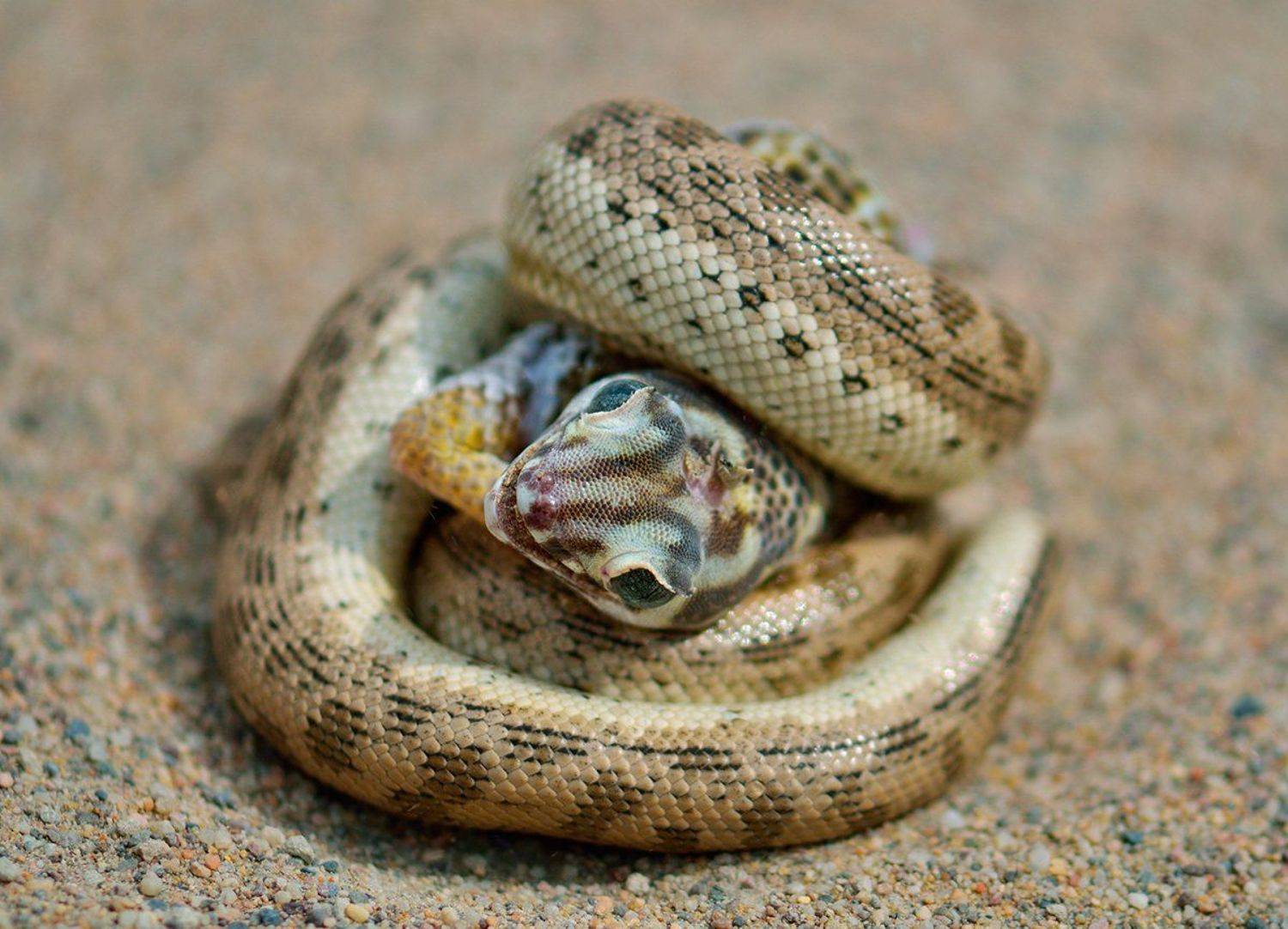nikon, d7000, kazakhstan, казахстан, wildlife, snake, lizard, змея, ящерица, животные, фотоохота, Эдуард Ким