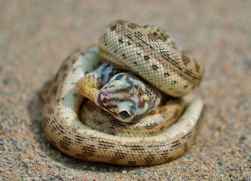 Недружеские объятия