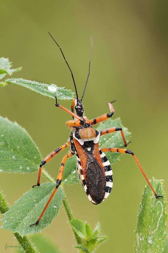 , Игорь ФУММ