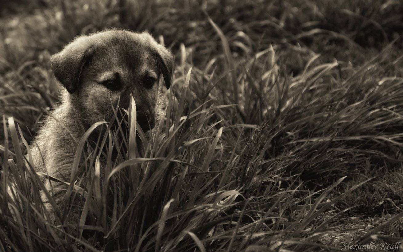 , Александр Круль