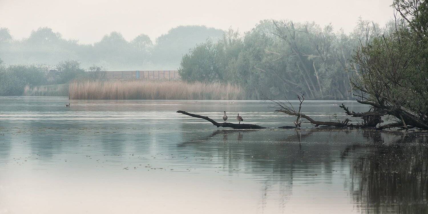 , Игорь Дубровский