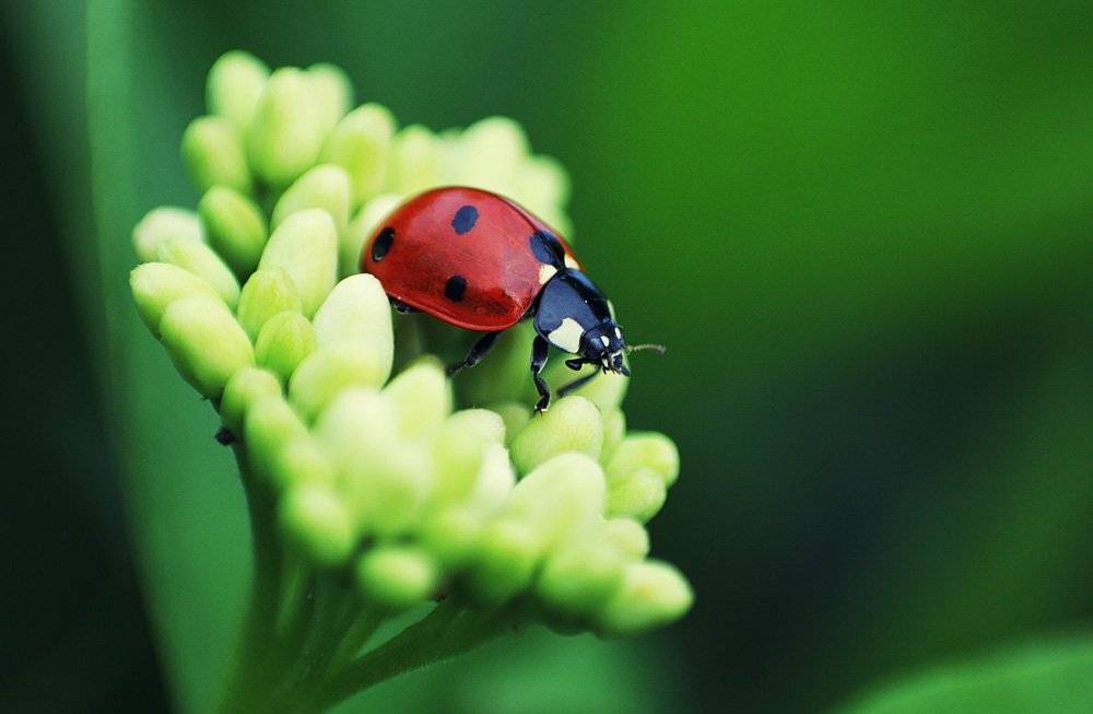 божья, коровка, Юлия *