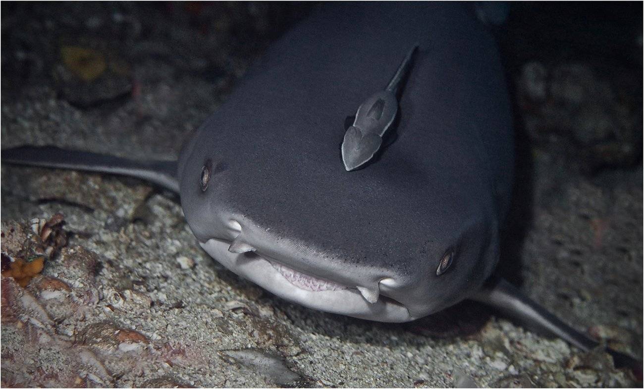 филиппины, акула, Сергей Гаспарян