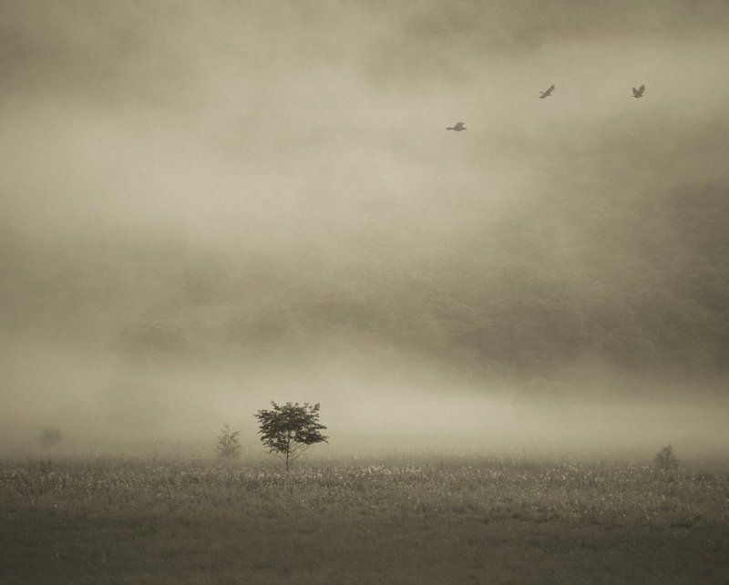 Монохром разный ( monochromus diversus )  :))) фото превью