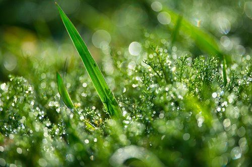 Бриллиантовый ковер