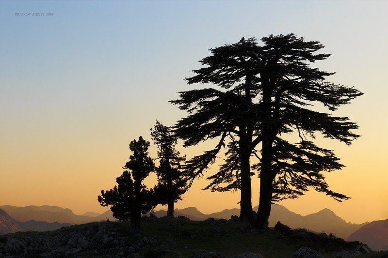 тахталы, ликийская тропа, турция, дерево, силуэт, рассвет, краски, Предрассветная фото превью