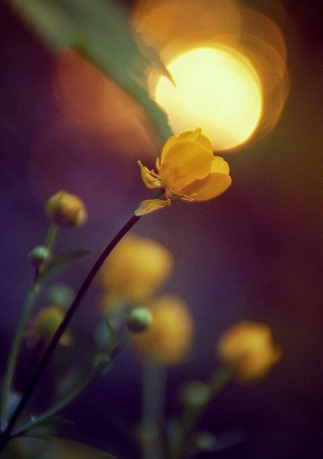 , Лана Тополева