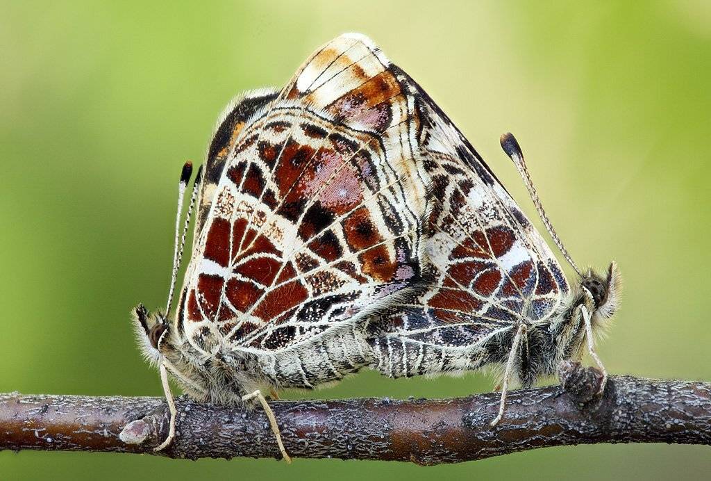 , Сергей Таланов