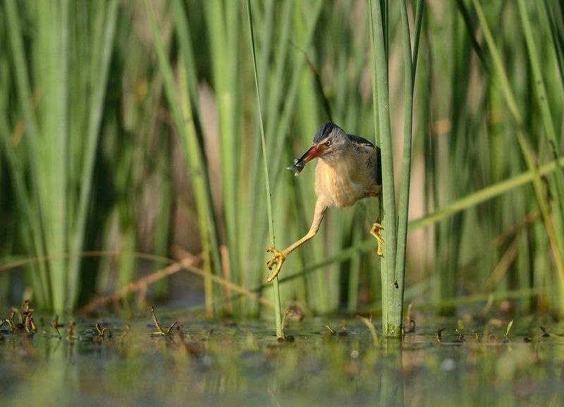 *** фото превью