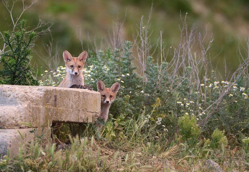 *** фото превью