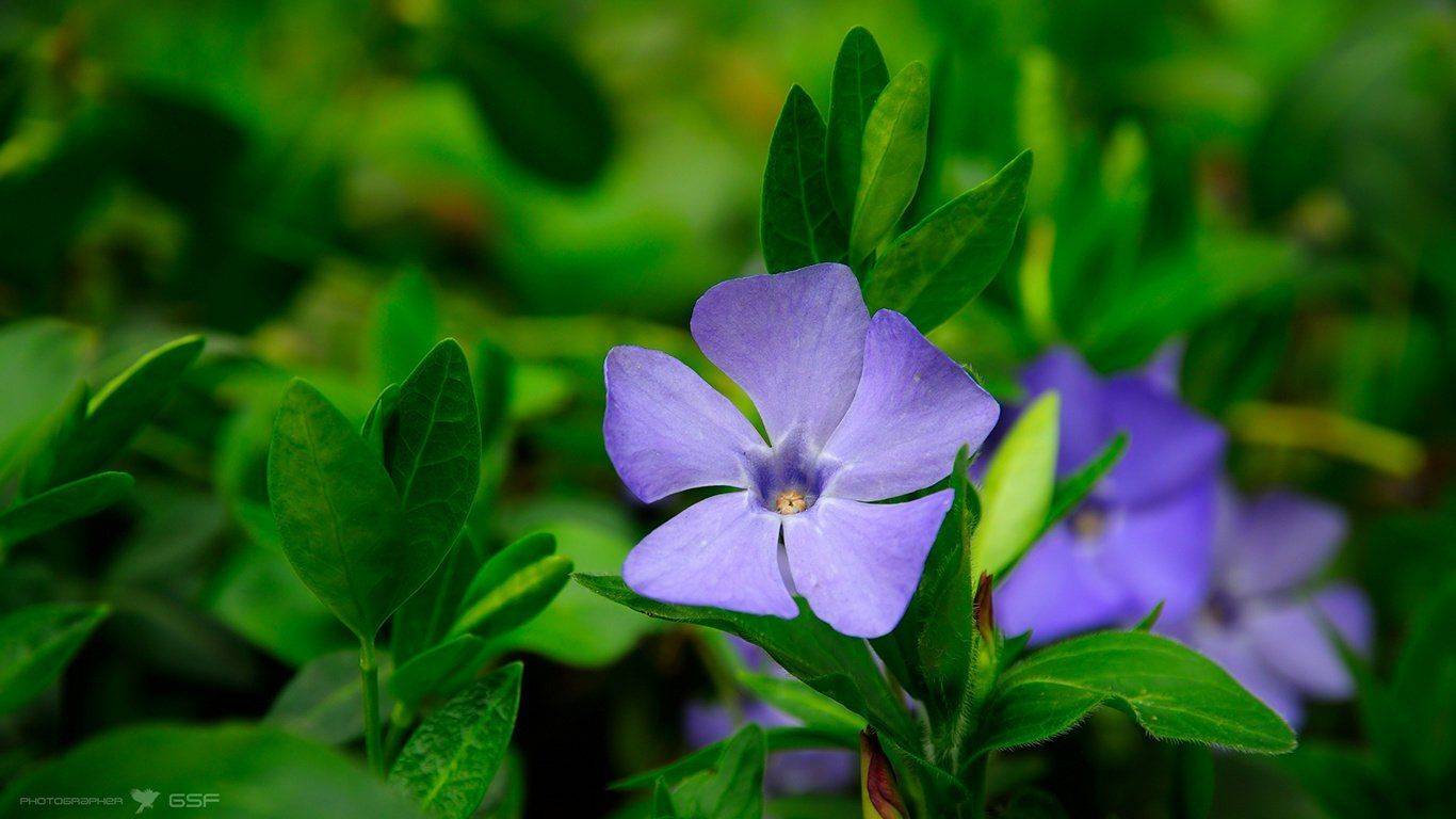 весна, цветы, барвинок, природа, Serj Master