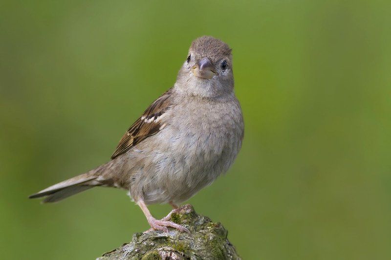 Домовый воробей (House sparrow) фото превью