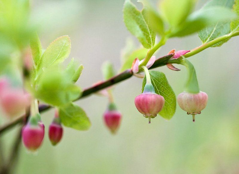 россия, карелия, природа, лес, растения, черника, ягоды, цветы, макро, russia, karelia, nature, forest, plants, blueberries, berries, flowers, macro Как цветет черника фото превью