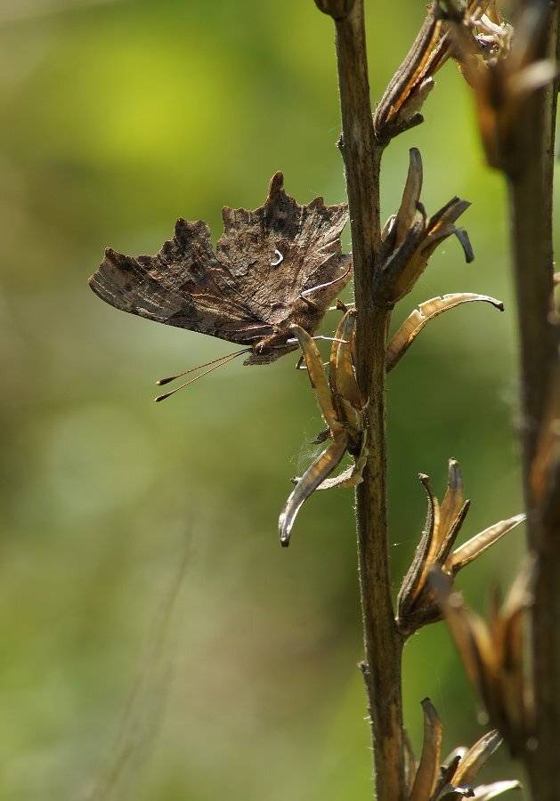, Чепленко Алексей