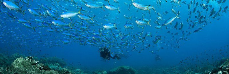 underwater Ласточки фото превью