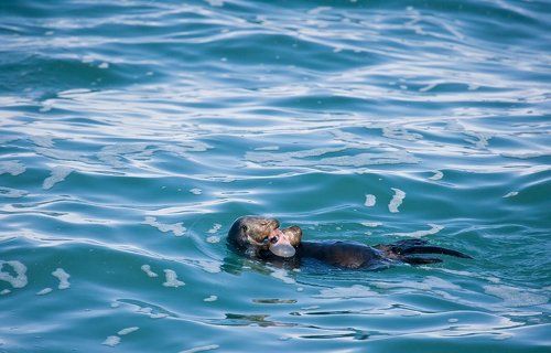 Калан и рыба-лягушка