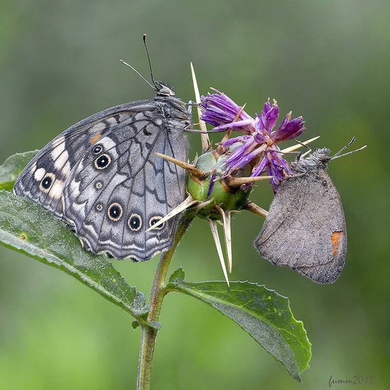 , Игорь ФУММ