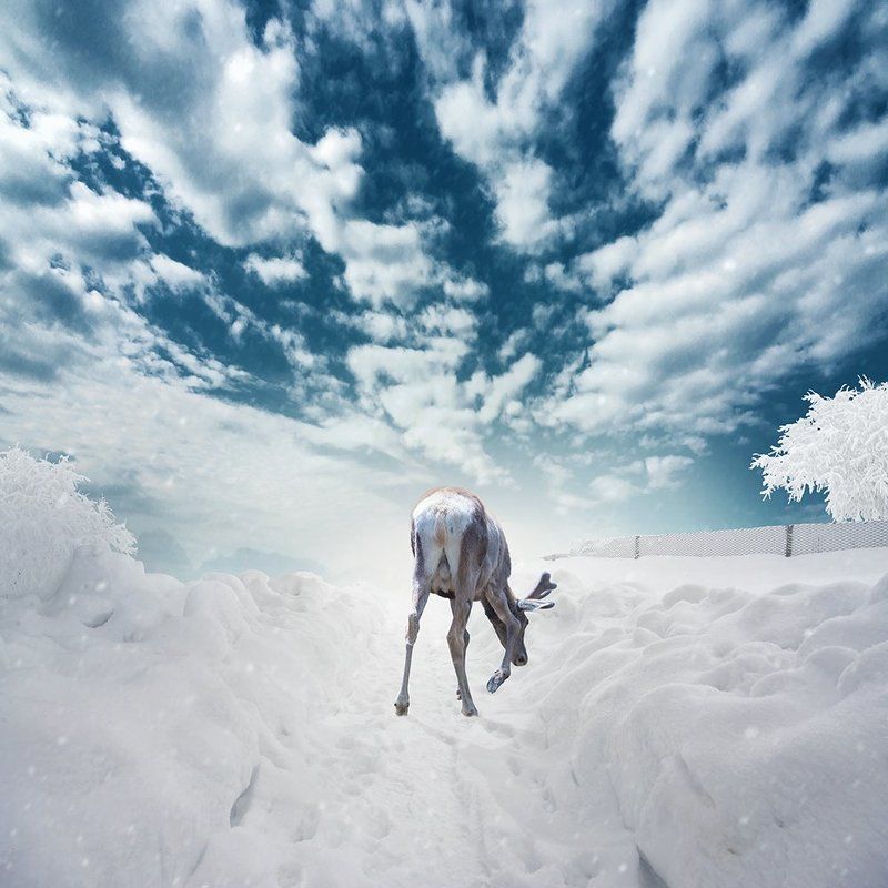 clouds, cold, cross, manipulation, old, photoshop, psd, sky, snow, stone, tree, tutorials, winter, deer, frozen, searching Searching for food фото превью