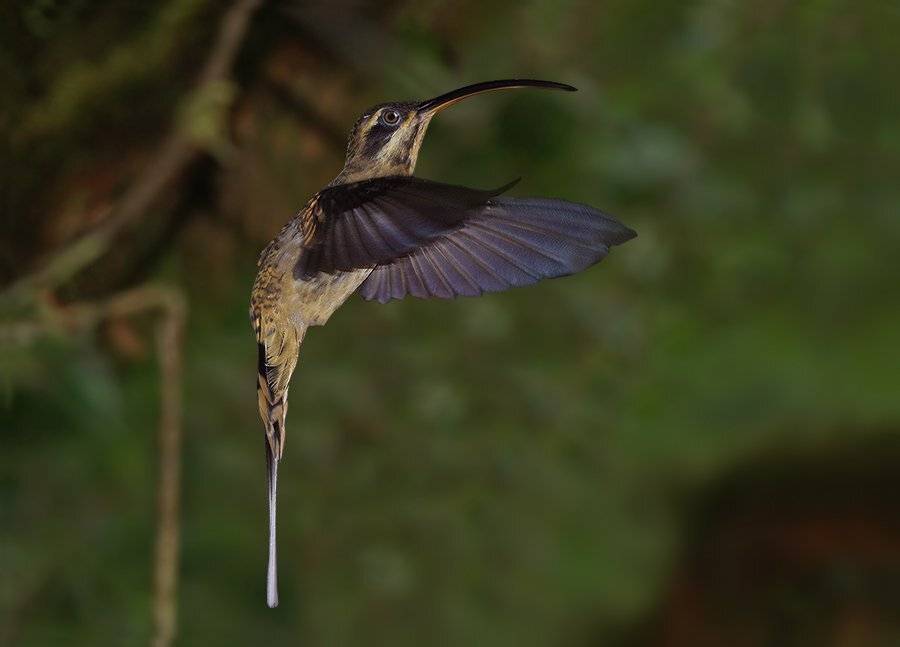 длинноклювый колибри-отшельник, phaethornis longirostris, long-billed hermit, phaethornithinae, trochilidae, колибри, Sergey Volkov