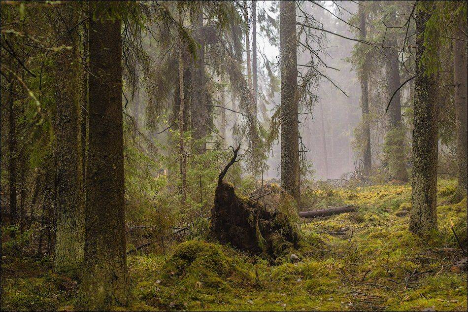 , Бурлов Андрей