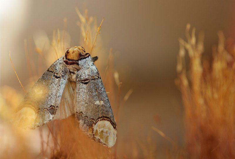 В сиянье золотом фото превью
