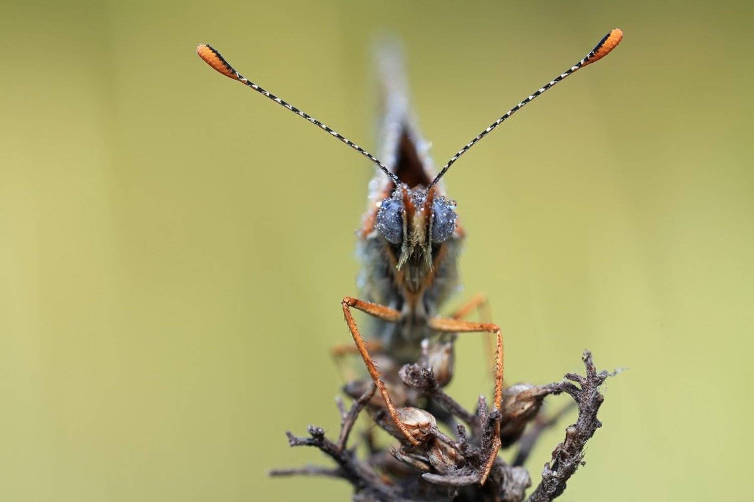 melitaea cinxia, шашечница цинксия, Леонид