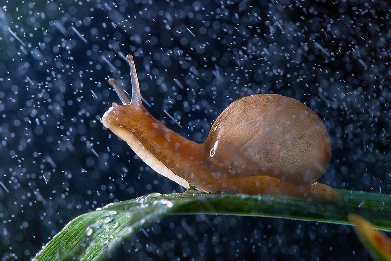 snails, anabiosis, rain, macro, art, love,  tenderness, microcosm , best, oleg serkiz, macrophotography, олег серкиз Live on Gliese 581 g ( Жизнь на Глизе 581g ) фото превью