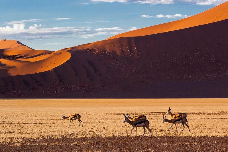 Поцелованные солнцем фото превью