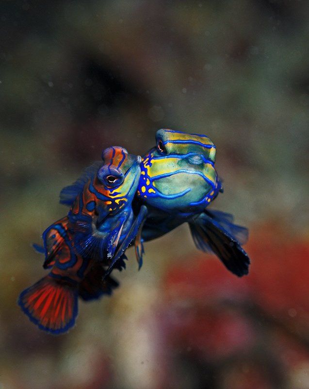 Philippines. Mandarin fishes wed. фото превью
