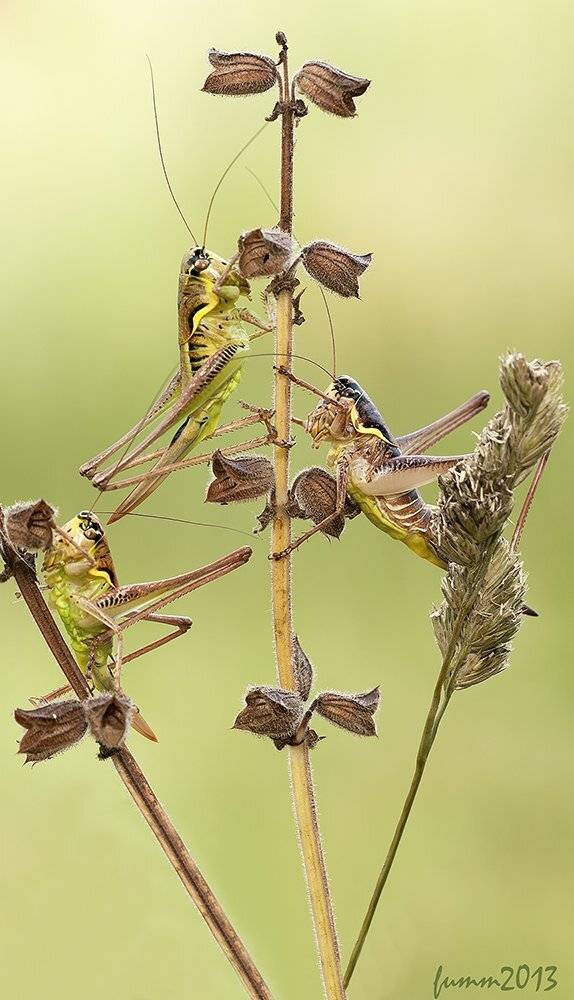 , Игорь ФУММ