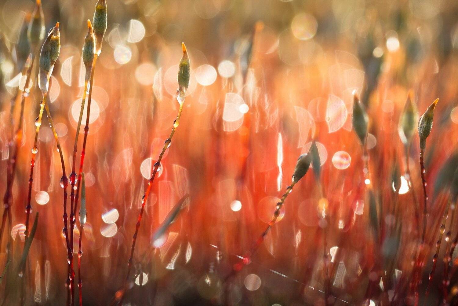 , Вилюнов Дмитрий