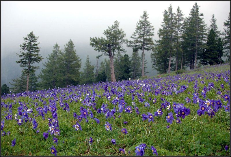 Аквилегии в тумане фото превью