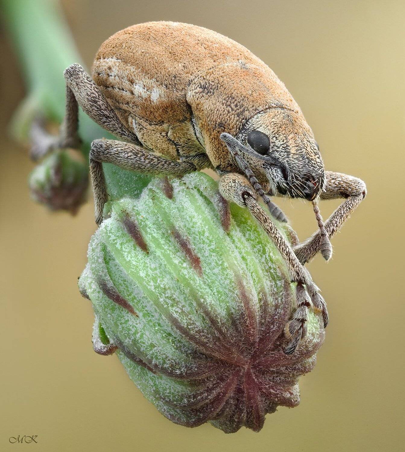 Archadididus ochraceus (Tournier, Miron Karlinsky