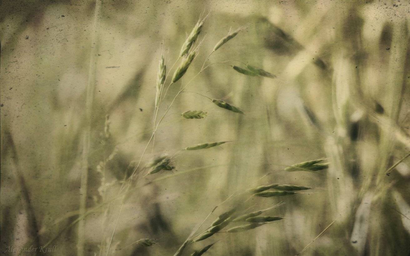 , Александр Круль