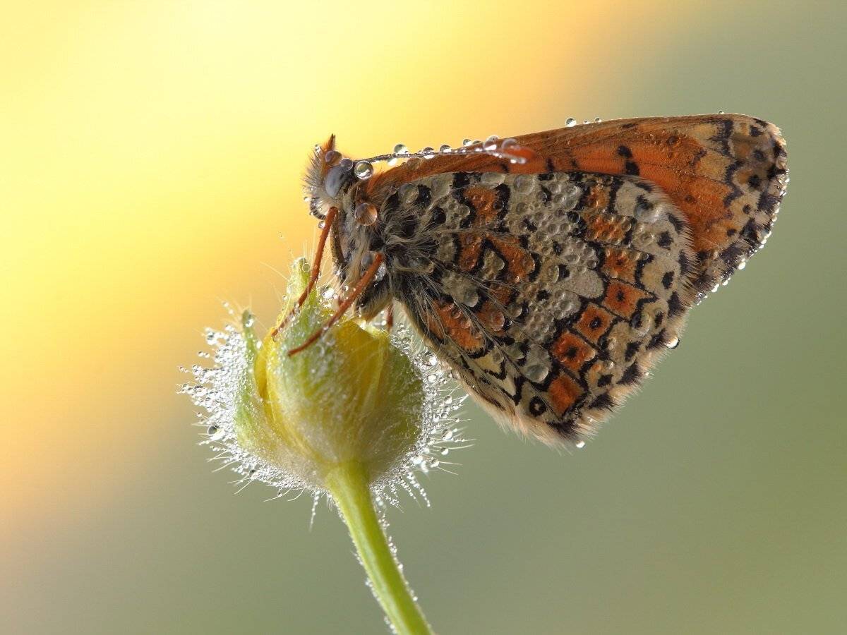 крым, рассвет, бабочка, шашечница, melitaea, cinxia, Sergii Markov