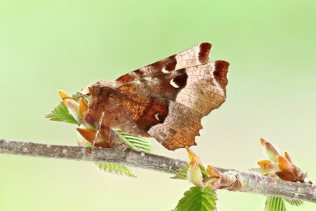 , Сергей Таланов