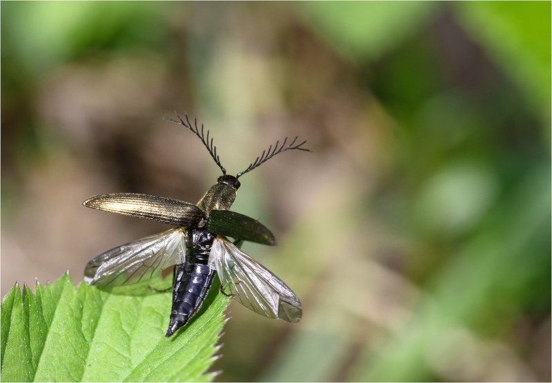 Щелкун гребнеусый (Ctenicera pectinicornis). От винта! фото превью