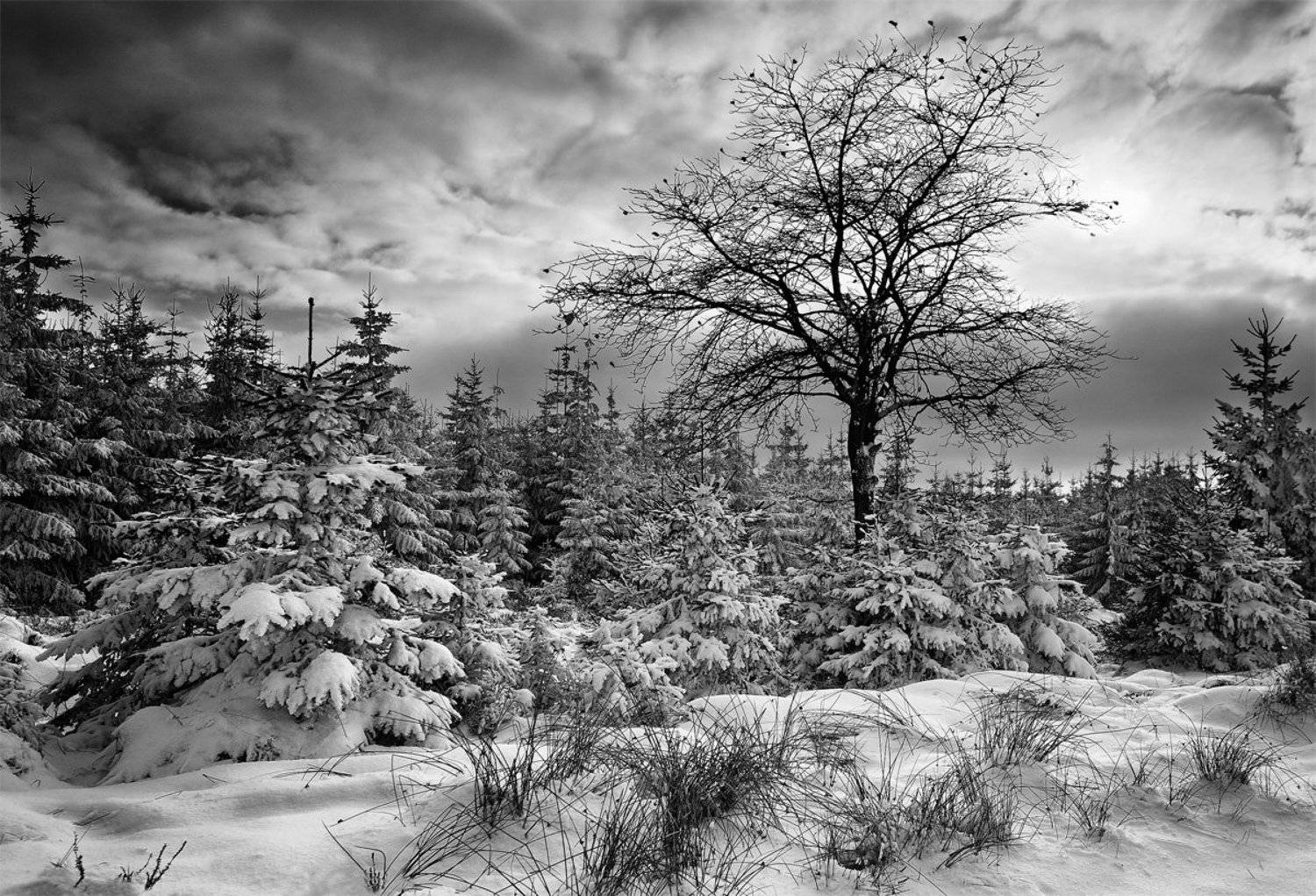 belgium, , winter, Danny Vangenechten