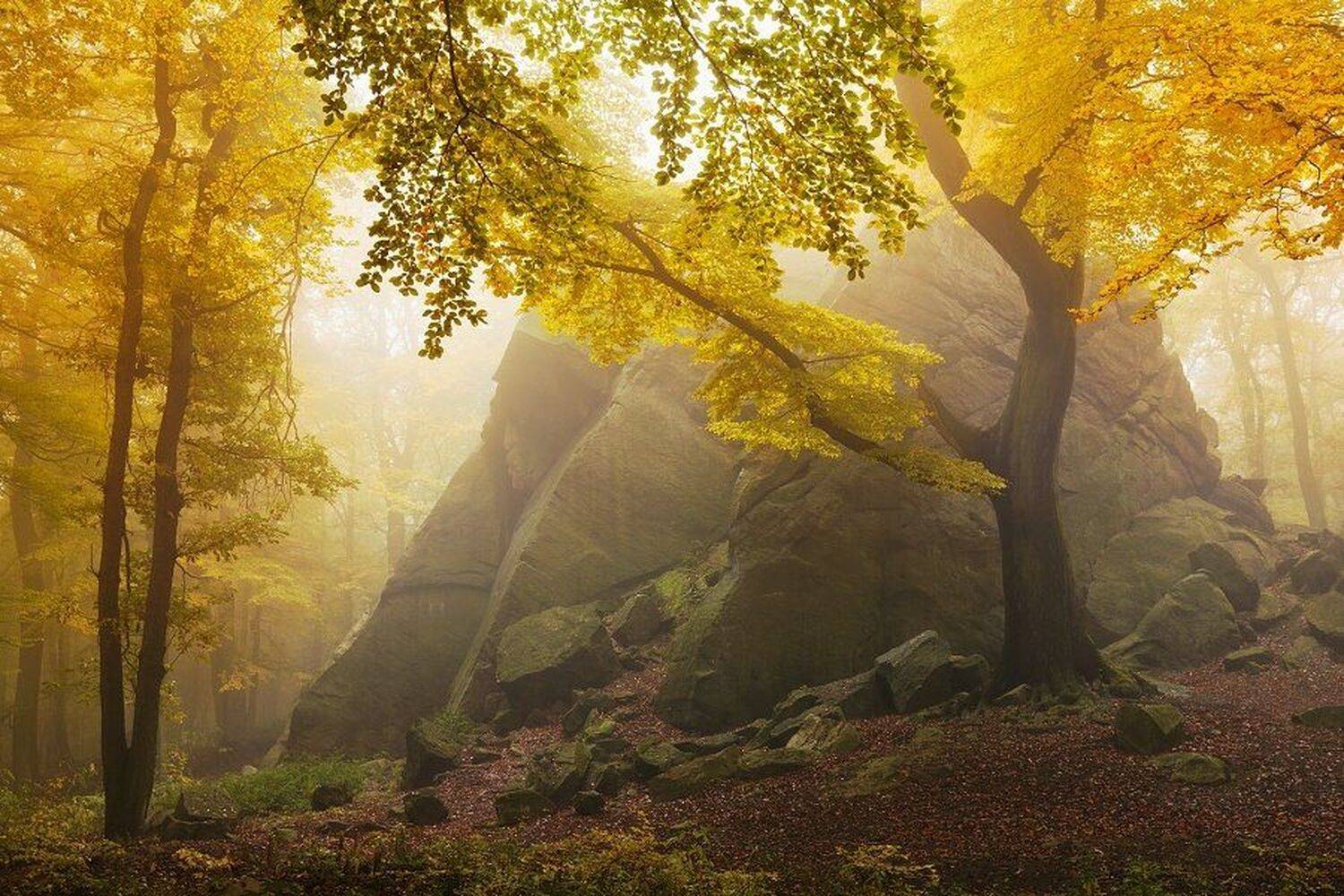 autumn, mist, trees, landscape, fog, morning, forest, rock, sunshine, fall, colors, czech republic, workshop, landscape photography, autumn colors, erzgebirge, ore mountains, autumn landscape, Daniel Řeřicha