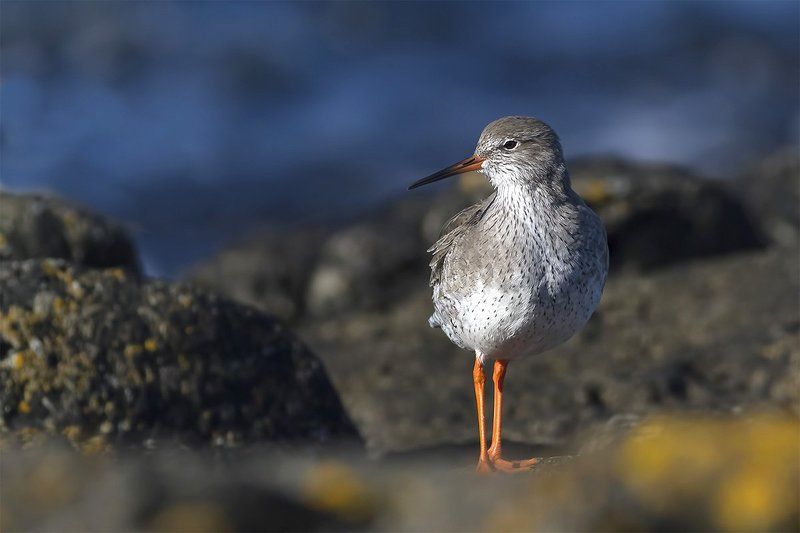 Kрасноножка (Redshank) фото превью