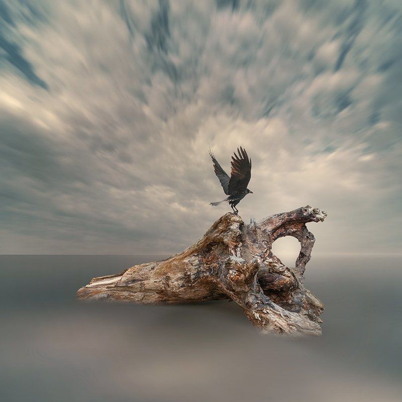bird, calm, long exposure, cold, crow, dark, fog, manipulation, mist, night, ocean, photoshop, psd, sky, storm, tutorials, water, tree, wood, fly, Taking off фото превью