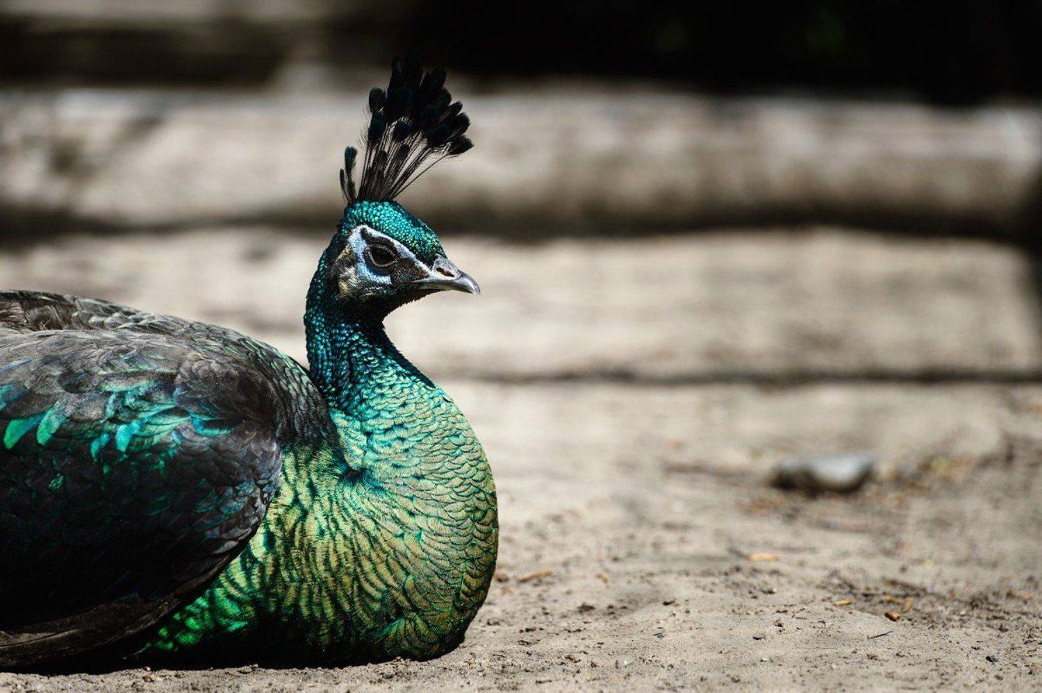 , Прожигин Максим