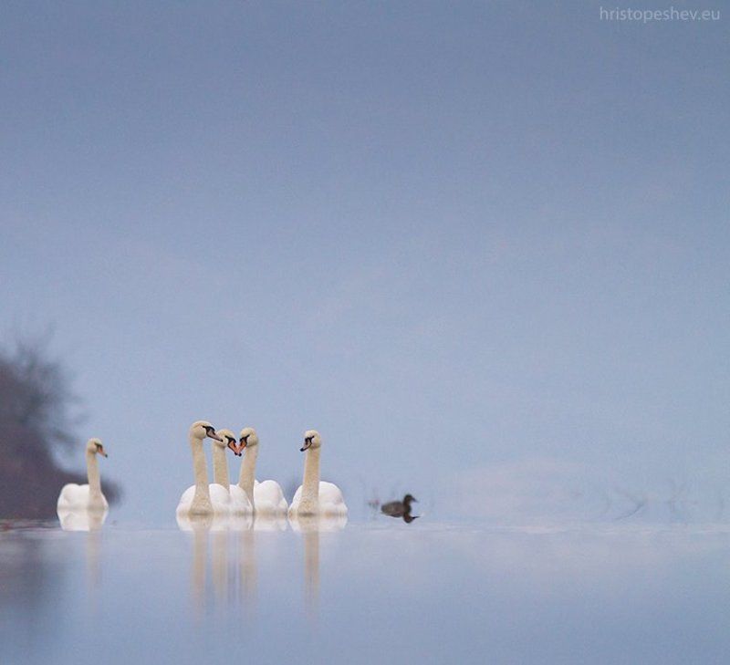 - фото превью