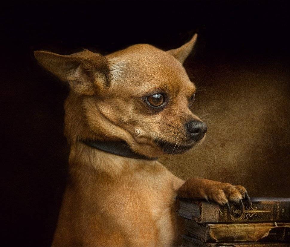 , Светлана Мелик-Нубарова