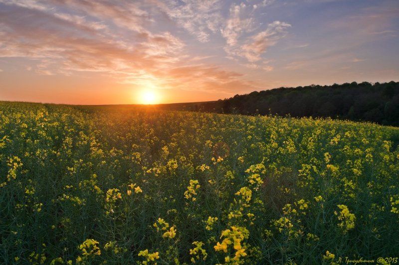 РАПСодия фото превью